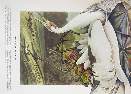 Megan Greene
Audubon Drawing Series
226, 2010
mixed media on paper
12 1/4 x 9 inches Image
