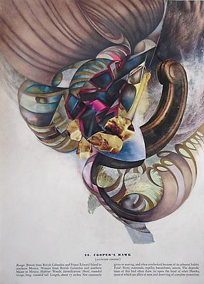 Megan Greene
Audubon Drawing Series
36, 2010
mixed media on paper
12 1/4 x 9 inches Image