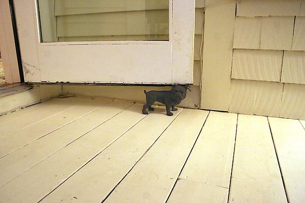 Liza Berkoff
Door Dog, 2009
archival pigment print
16 x 24 inches Image