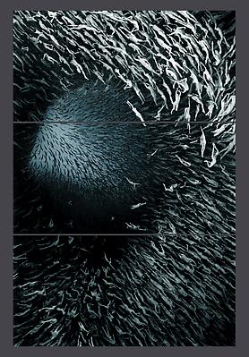 Pelagic, 2010
edition of 5
c-print printed on metallic photo paper, mounted between aluminum & 1/4 inch Plexiglas
132 x 96 inches Image