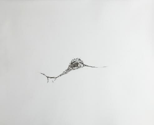 Seedling, 2012
Graphite on mylar
11 x 14 inches

Photo by Maurene Cooper Image
