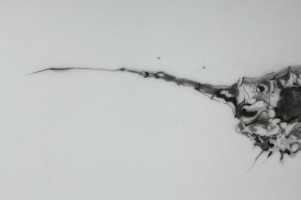 Seedling, 2012
Detail
Graphite on mylar
11 x 14 inches Image