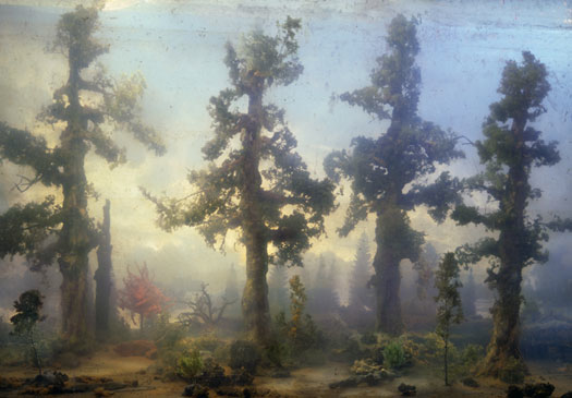 Forest 68c, 2007
C-print
51 x 72 inches
Edition of six Image
