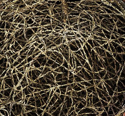 Ovum, 2011
Detail
Metallic c-print mounted between aluminum and 1/4 inch Plexiglas
72 x 72 inches
Edition of ten Image
