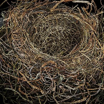 Ovum, 2011
Detail
Metallic c-print mounted between aluminum and 1/4 inch Plexiglas
72 x 72 inches
Edition of ten Image