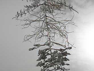 Carolyn Ottmers - Elmhurst Art Museum