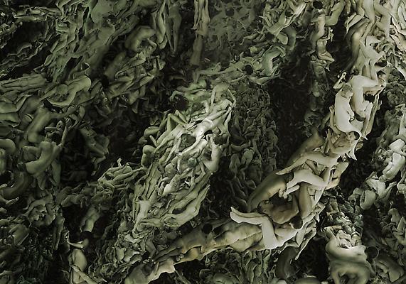 Xylem, 2011
Detail
Metallic c-print mounted between aluminum and 1/4 inch Plexiglas
8 x 20 feet (Five Panels, Edition of three)
42 x 105 inches (Single Panel, Edition of five) Image