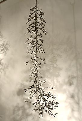 Carolyn Ottmers
Splice #17, 2010
cast stainless steel
dimensions variable Image