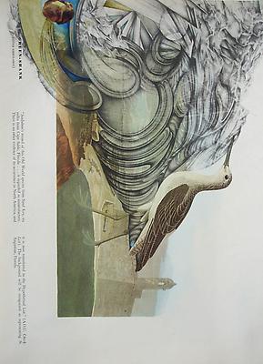 Megan Greene
Audubon Drawing Series
268, 2010
mixed media on paper
12 1/4 x 9 inches Image