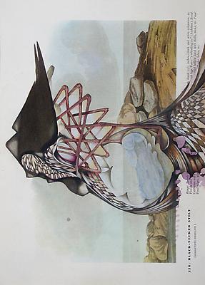 Audubon Drawing Series
328, 2010
mixed media on paper
12 1/4 x 9 inches Image
