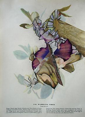 Megan Greene
Audubon Drawing Series
118, 2010
mixed media on paper
12 1/4 x 9 inches Image
