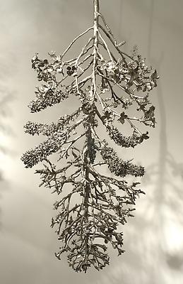 Carolyn Ottmers
Splice #9, 2010
cast stainless steel
dimensions variable Image