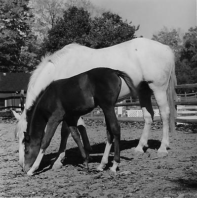 Horse #5, 1982
gelatin silver print
image: 15 1/4 x 15 1/4 inches (38.7 x 38.7 cm)
paper: 20 x 16 inches (50.8 x 40.6 cm)
edition of 10 with 2 APs 
MAP-968
Selected by Vermont participant