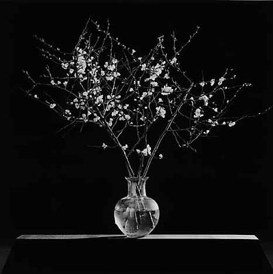 Flowers, 1986
gelatin silver print
image: 19 1/4 x 19 1/4 inches (48.9 x 48.9 cm)
paper: 24 x 20 inches (61 x 50.8 cm)
edition of 10 with 2 APs 
MAP-1636
Selected by Kentucky participant