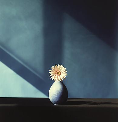 African Daisy, 1982
dye transfer print
paper: 20 x 16 inches (50.8 x 40.6 cm)
edition of 4 with 1 AP 
MAP-DT958
Selected by Utah participant