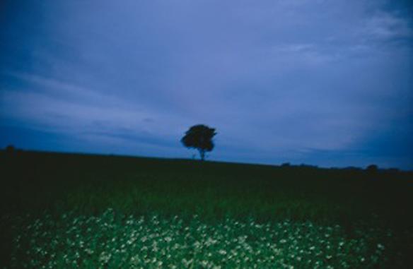 the lonely tree, sweden
2008
100 x 150 cm
edition of 3