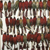 Terry Evans included in SF MOMA exhibition