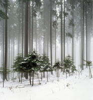 Jitka Hanzlova now represented by Yancey Richardson Gallery